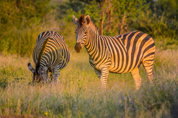 Full frame portrait of a cute Burchell's Zebra in a game reserve grazing on green savannah under blue sky on a hot summer day
