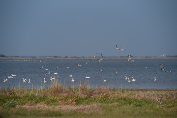 Swan and wild birds fly and swim on the lake