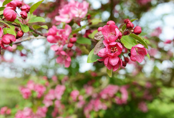Deep pink blossom flowers on a crab apple tree