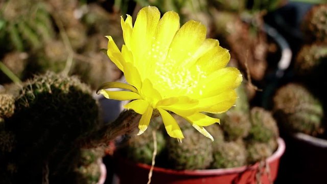 Lobivia cactus, yellow cactus flower blooming