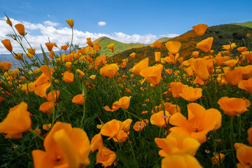 Golden Poppies as fas as the eye can see in Walker Canyon California