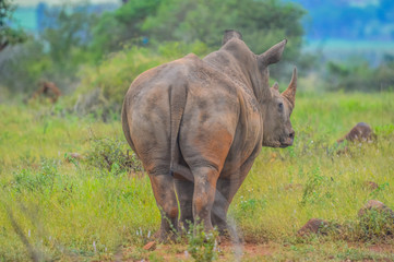Obraz premium Portrait of cute male bull white Rhino or Rhinoceros in a group