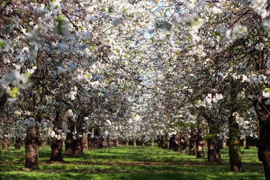 Fleurs de pommier