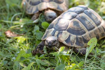 turtle on grass