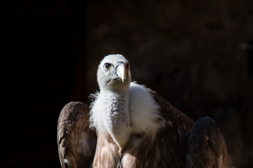 bird of prey