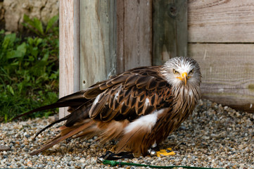 portrait of an eagle