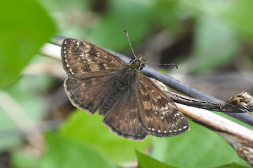 Dingy skipper Erynnis tages butterfly. Little black butterfly in grass