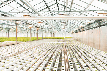 green sprouts in a large bright white greenhouse