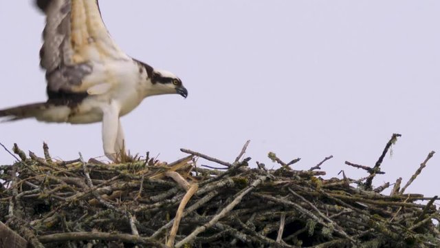 Osprey Bird flying in bringing nest materials to build nest 