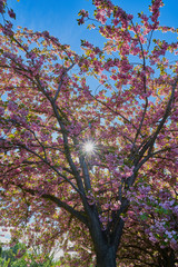 Rosa Baumblüten der japanischen Zierkirsche (Kurilenkirsche) im Frühling bei strahlendem Sonnenschein und blauen Himmel