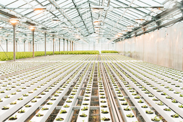 green sprouts in a large bright white greenhouse