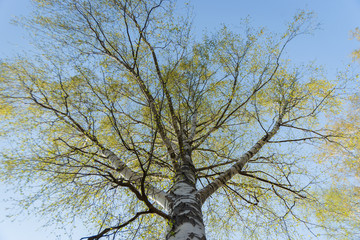 Fototapeta premium birch against the blue sky