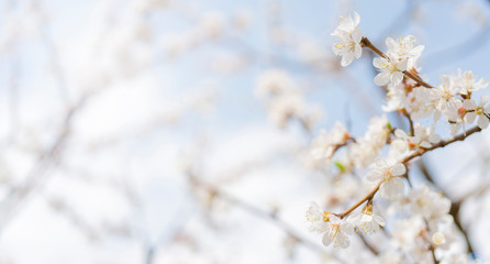 Spring flowering of apricot tree. Background for a festive wedding card and wedding invitation.