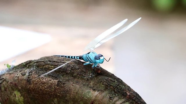 Dragonfly and buttertfly model sits on tree trunk. Insect as decoration at garden.