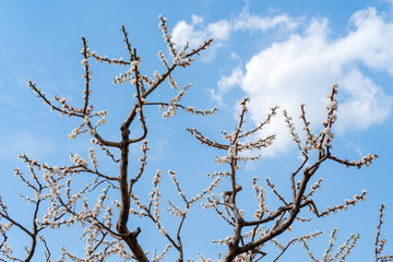 Fototapeta na wymiar Spring flowering of apricot tree. Background for a festive wedding card and wedding invitation.