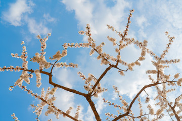 Spring flowering of apricot tree. Background for a festive wedding card and wedding invitation.