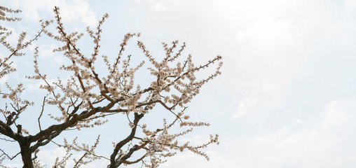 Spring flowering of apricot tree. Background for a festive wedding card and wedding invitation.