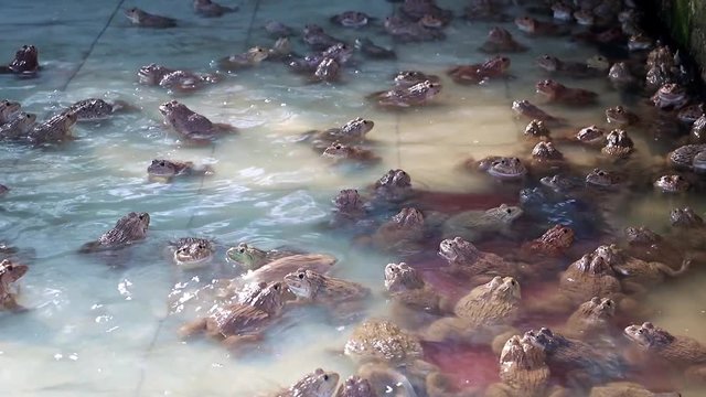 Breeding frogs in water reservoir, Thailand