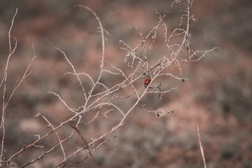 Red insect with black spots, ladybug