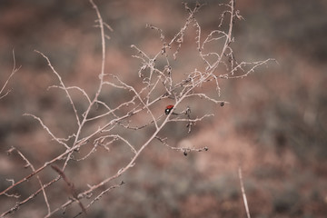 Red insect with black spots, ladybug