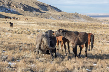 Wild Horses in the Utah Desert