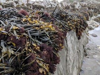 Naklejka premium Seaweed