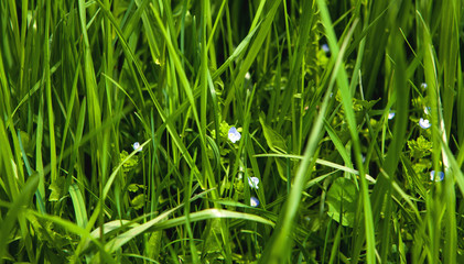 green grass and flowers closeup
