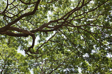 tree shade in rain tree