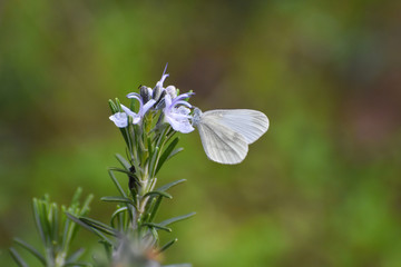 Beautiful white butterfly on flower. The Wood White butterfly, Leptidea sinapis
