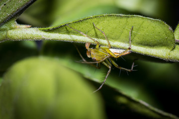 The little spider