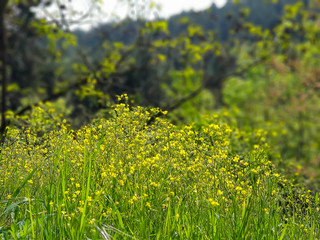 Yellow flowers growing in a field of grass