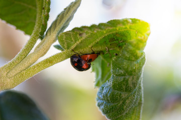 two ladybug caught in a special moment upside down underneath a leaf