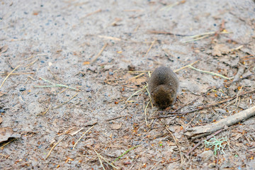 Forest mouse on the trail in the spring forest in Ukraine.