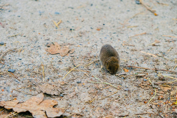 Forest mouse on the trail in the spring forest in Ukraine.