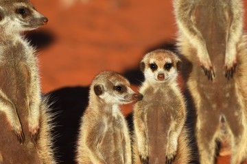 Erdm&auml;nnchengruppe (suricata suricatta) in der Kalahari in Namibia