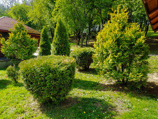 Evergreen trees in a small garden with foliage