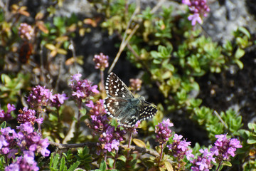 Grizzled Skipper Butterfly (Pyrgus malvae). Little black butterfly in grass