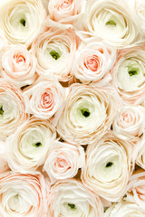 Bouquet, texture of pink ranunculus and roses flower close up. Flat lay, top view. Ranunculus flower texture. 
