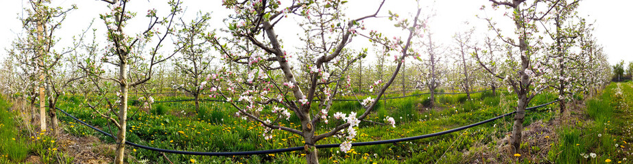 blossoming apple trees in an orchard