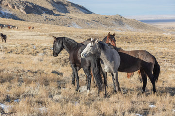 Wild Horses in the Utah Desert