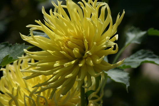 Dalias