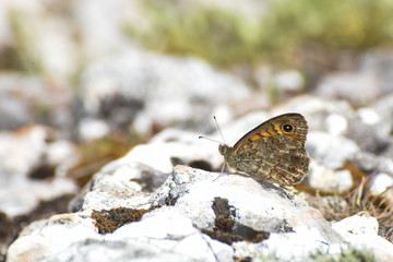 Wall Brown butterfly (Lasiommata megera) on a rock. Beautiful little butterfly on ground