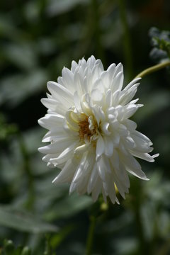 Dalias