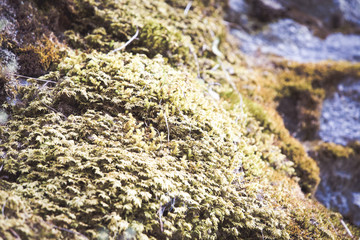 Green moss on mountain rock nature concept background