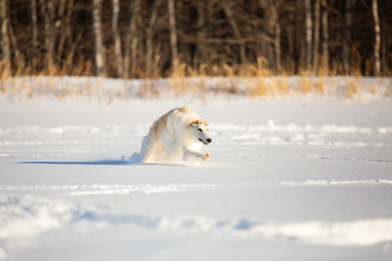 Happy beige Russian borzoi dog running fast on the snow in the winter field