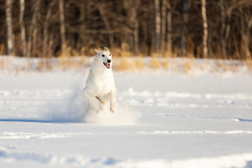 Beautiful beige Russian borzoi dog running on the snow in the winter field