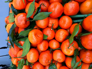 Delicious raw organic satsumas with green leaves.