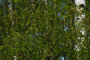Fototapeta na wymiar birch tree