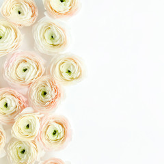 Floral background texture made of pink ranunculus flower buds on white background.  Flat lay, top view floral background.
