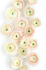 Floral background texture made of pink ranunculus flower buds on white background.  Flat lay, top view floral background.